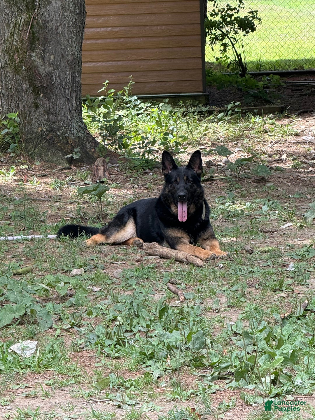 German Shepherd dogs for sale: Princess - Image 8