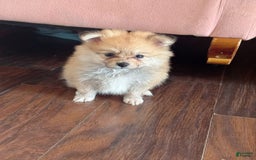 Pomeranian dogs for sale: Kyra - Image 2