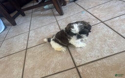 Shih Tzu dogs for sale: Jubal - Image 1