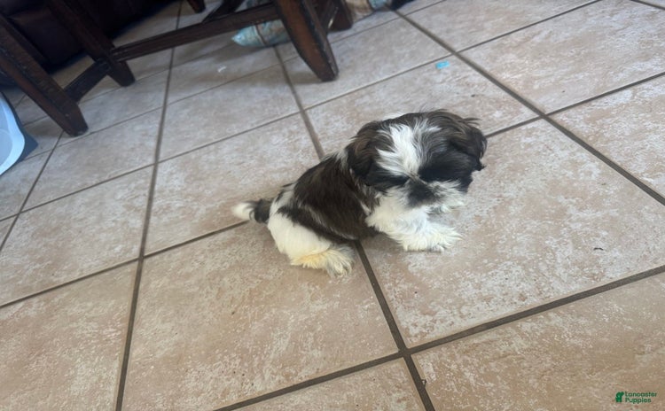Shih Tzu dogs for sale - Ad 4