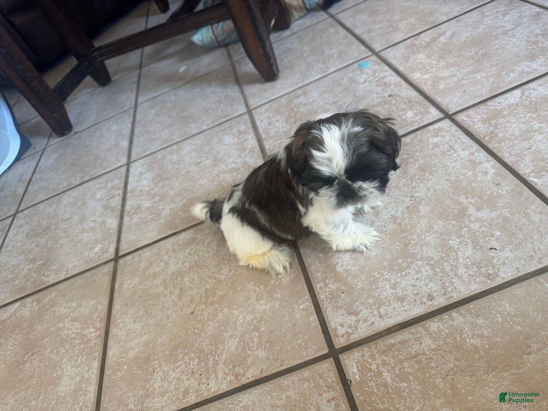 Shih Tzu dogs for sale: Jubal - Image 1