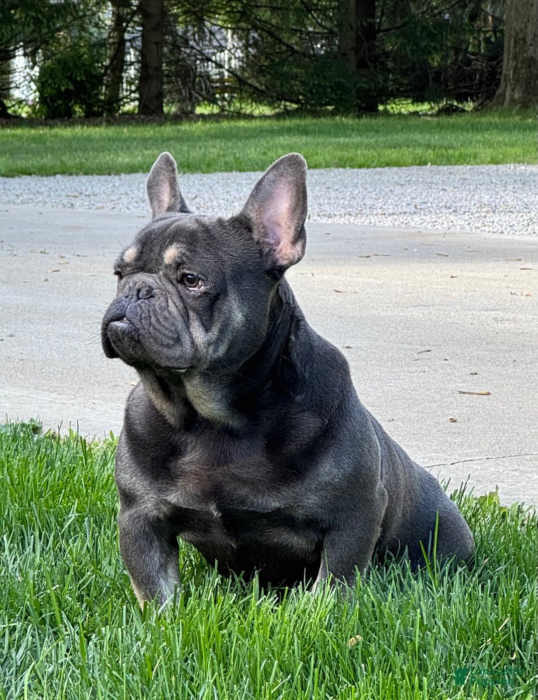 Frenchton dogs for sale: Remi - Image 5
