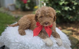 Bernedoodle dogs for sale: Gordan - Image 3