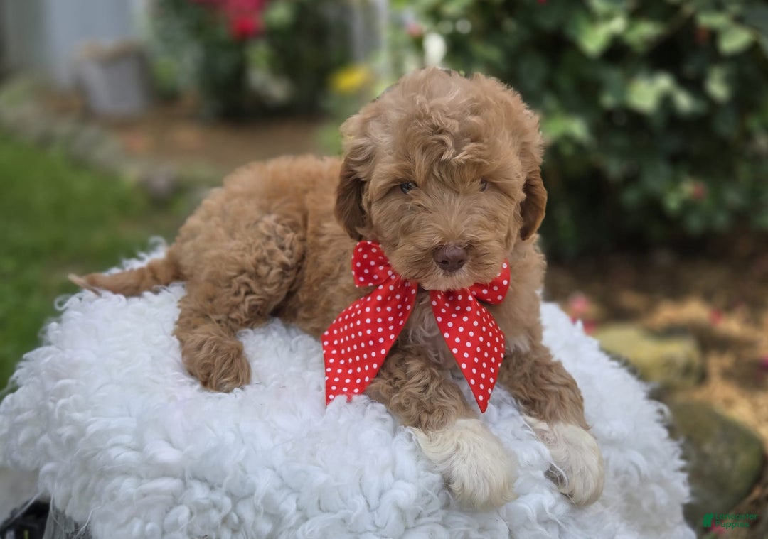 Bernedoodle dogs for sale: Gordan - Image 3