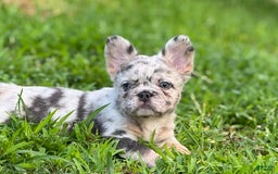 French Bulldog dogs for sale: Beth - Image 3