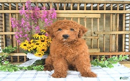 Mini Goldendoodle dogs for sale: Quinn - Image 1