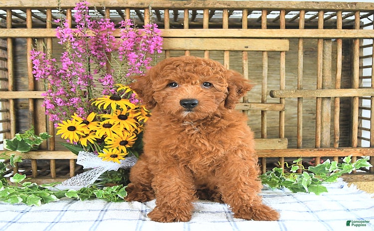 Mini Goldendoodle dogs for sale - Ad 3