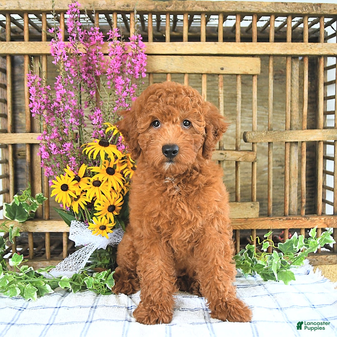 Mini Goldendoodle dogs for sale: Quinn - Image 1