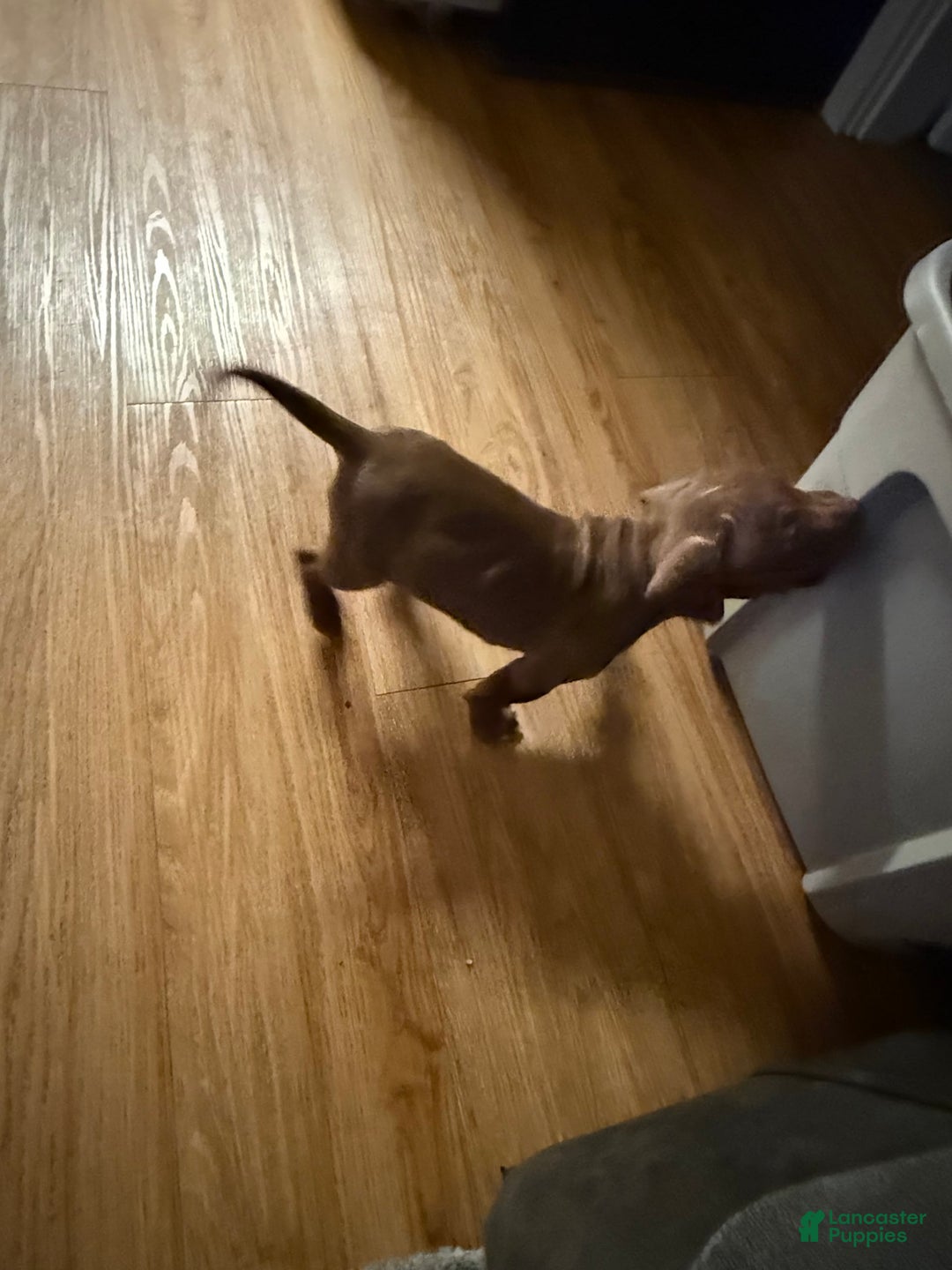 American Pit Bull Terrier dogs for sale: Porkchop - Image 3