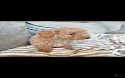 Miniature Poodle dogs for sale: Green - Image 1