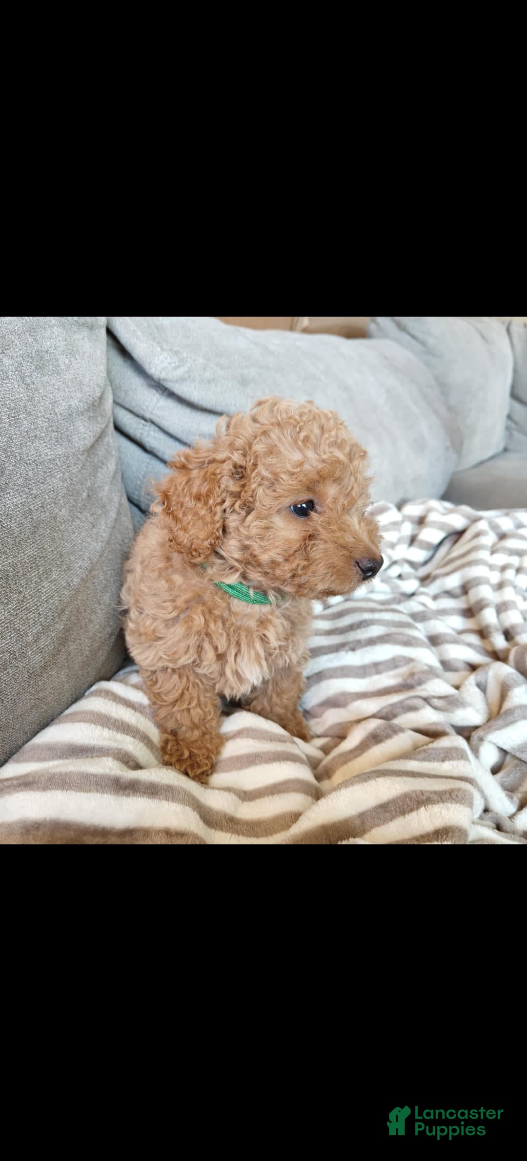 Miniature Poodle dogs for sale: Green - Image 1