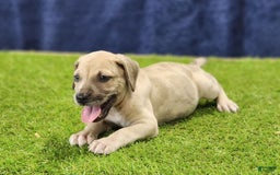 Catahoula Leopard Dog dogs for sale: Duchess 2025 Male 3 - Image 5