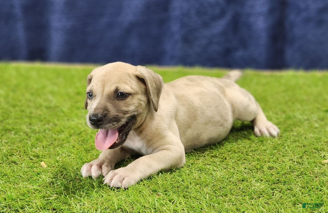 Catahoula Leopard Dog dogs for sale: Duchess 2025 Male 3 - Image 5
