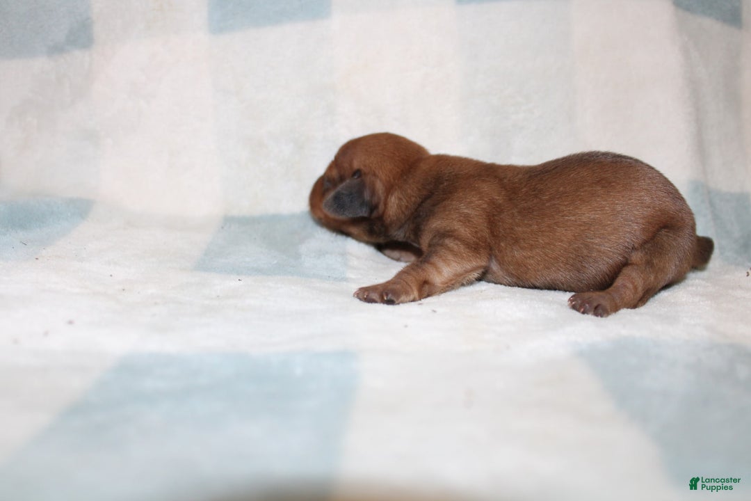 Miniature Dachshund dogs for sale: Miah Mini - Image 4