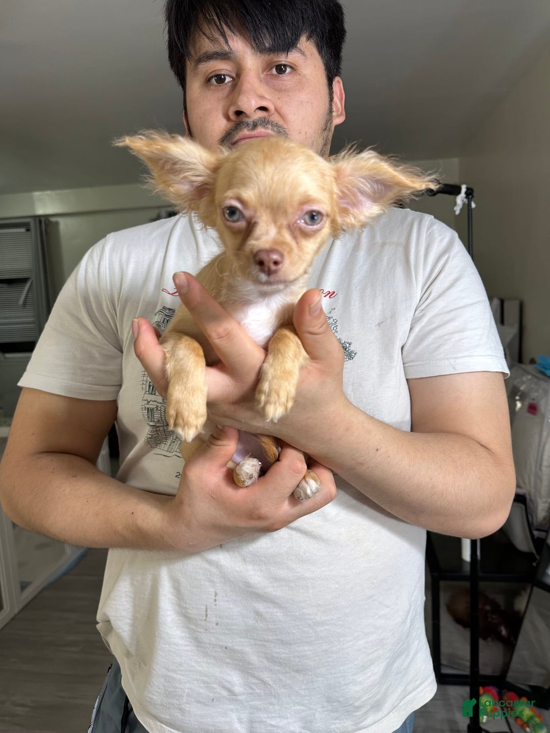 Chihuahua dogs for sale: bella - Image 1
