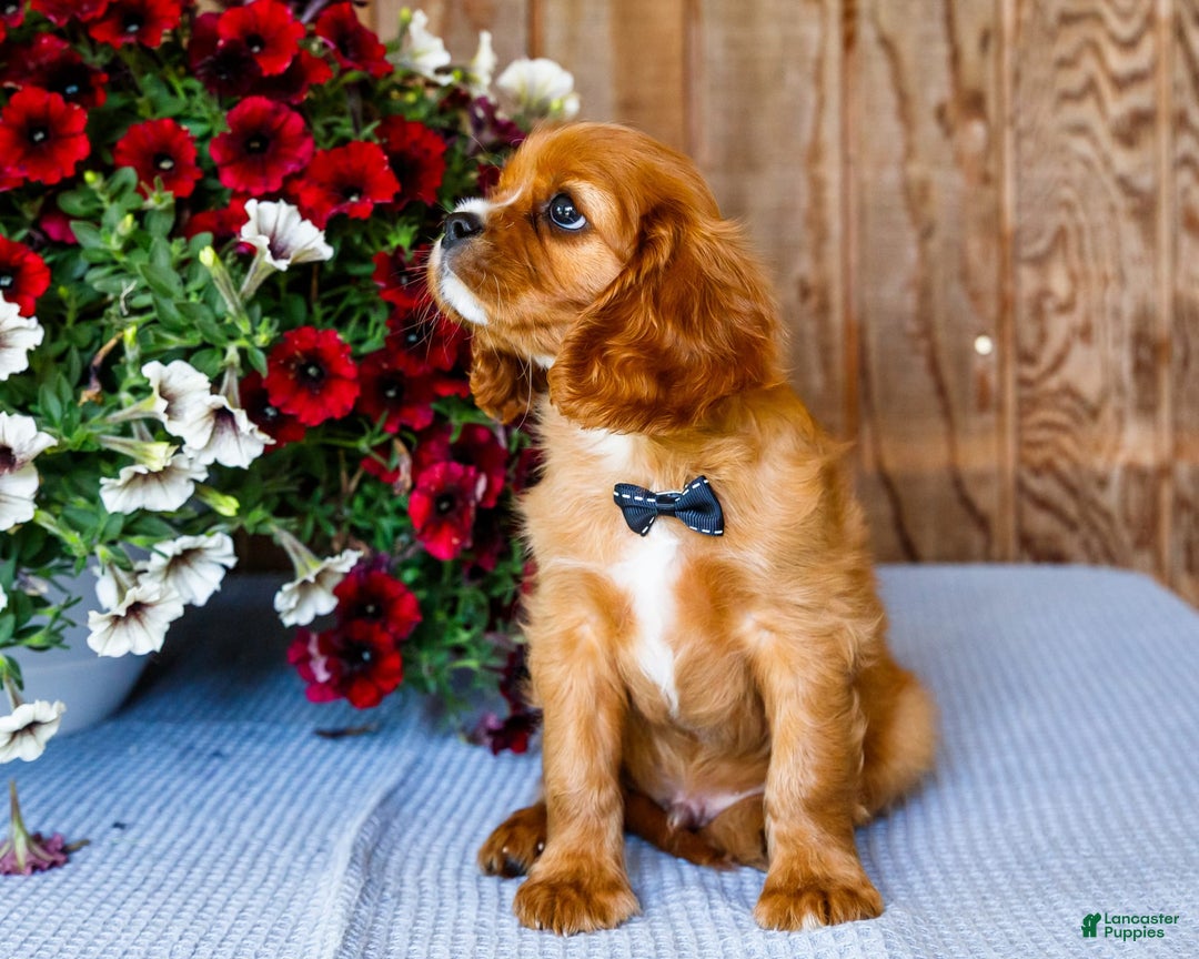 Cavalier King Charles Spaniel dogs for sale: Oliver - Image 15