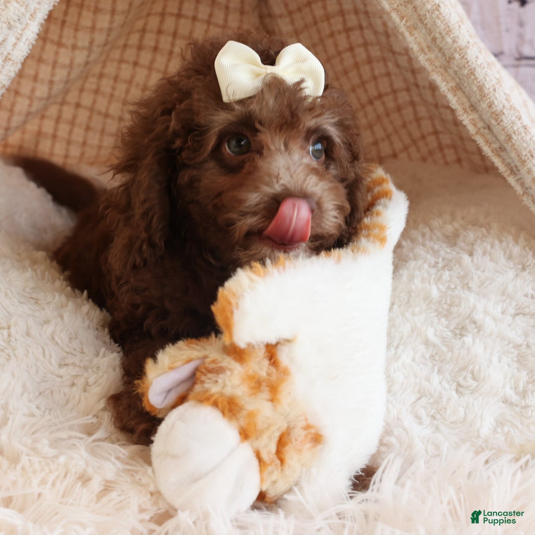 Cockapoo dogs for sale: Bailey - Image 4