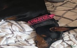 Doberman Pinscher dogs for sale: Seraphina Diamond Luna - Image 2