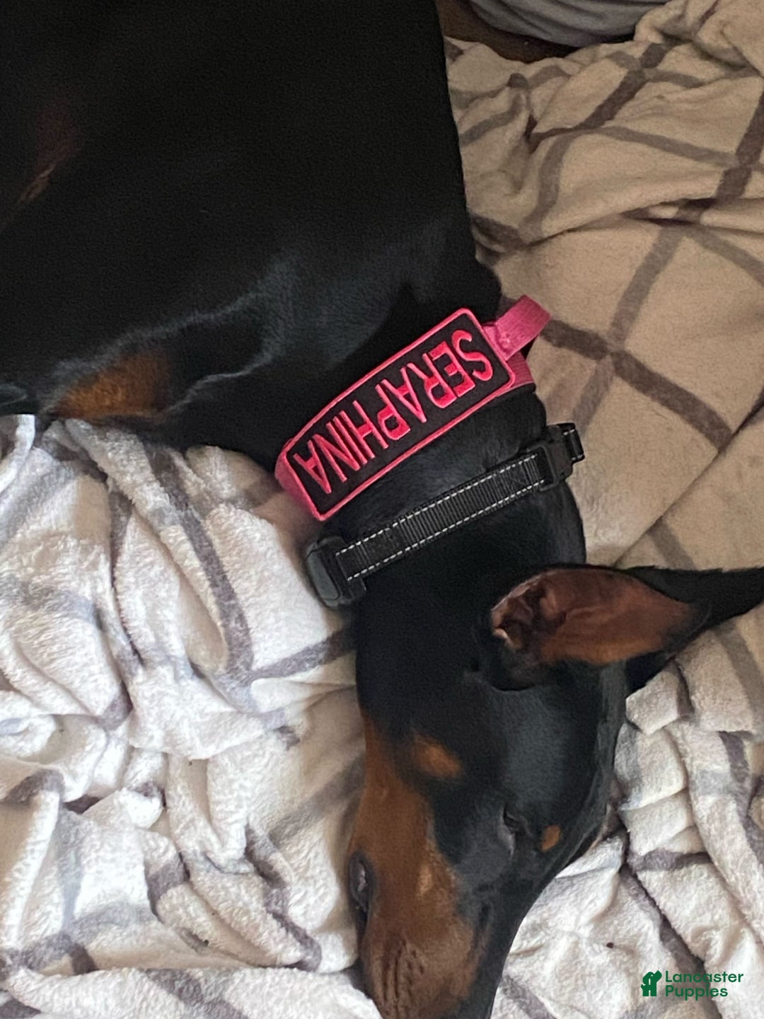 Doberman Pinscher dogs for sale: Seraphina Diamond Luna - Image 2