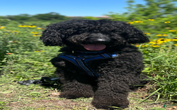 Goldendoodle dogs for sale: Lillies Litter - Image 12