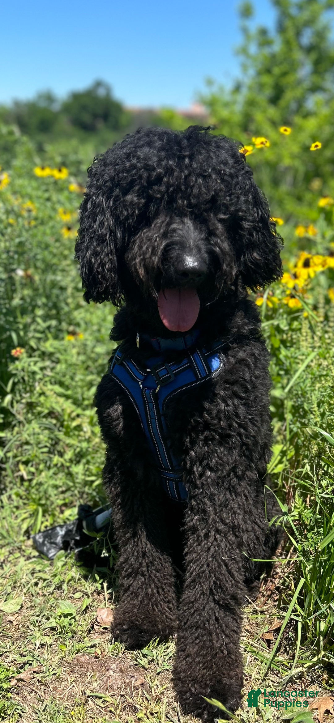 Goldendoodle dogs for sale: Lillies Litter - Image 12