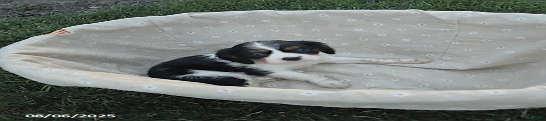 Buddy
