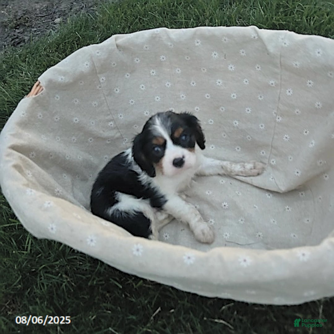 Cavalier King Charles Spaniel dogs for sale: Buddy - Image 1