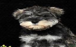 Miniature Schnauzer dogs for sale: Rosemary - Image 6