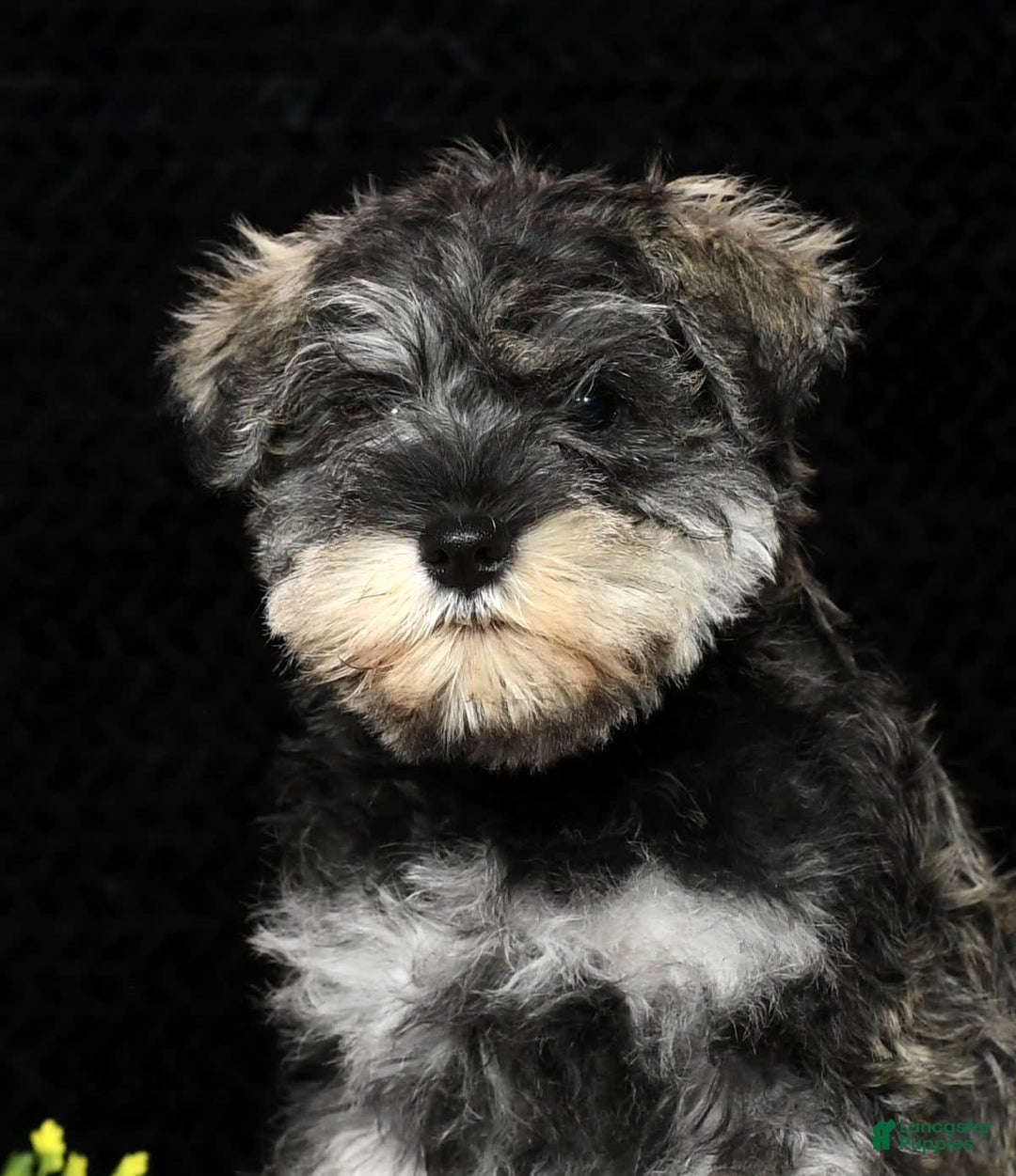 Miniature Schnauzer dogs for sale: Rosemary - Image 6