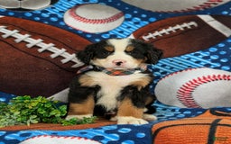 Bernese Mountain Dog dogs for sale: Floyd - Image 7
