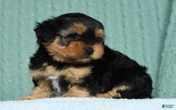 Yorkiepoo dogs for sale: Bella - Image 1