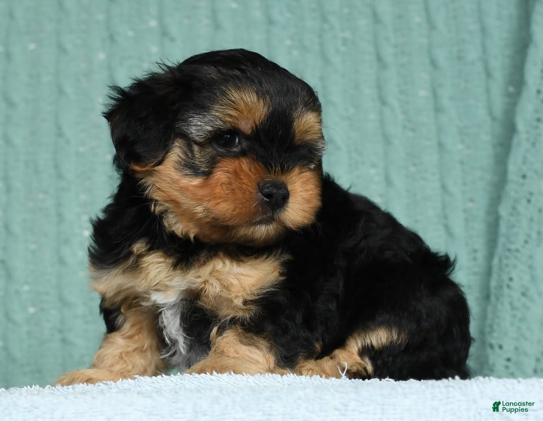 Yorkiepoo dogs for sale: Bella - Image 1