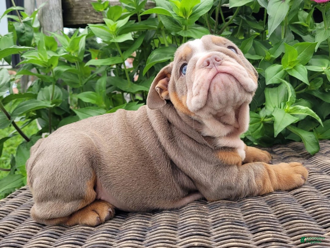 English Bulldog dogs for sale: Lexie - Image 16