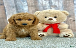 Mini Goldendoodle dogs for sale: Lime - Image 3