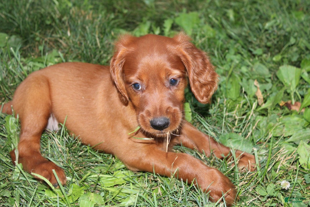 Irish Setter dogs for sale: Fluffy - Image 5