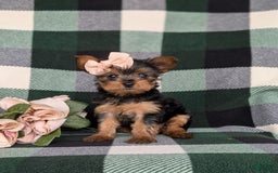 Yorkshire Terrier dogs for sale: Karissa 6 lbs Full Grown - Image 2
