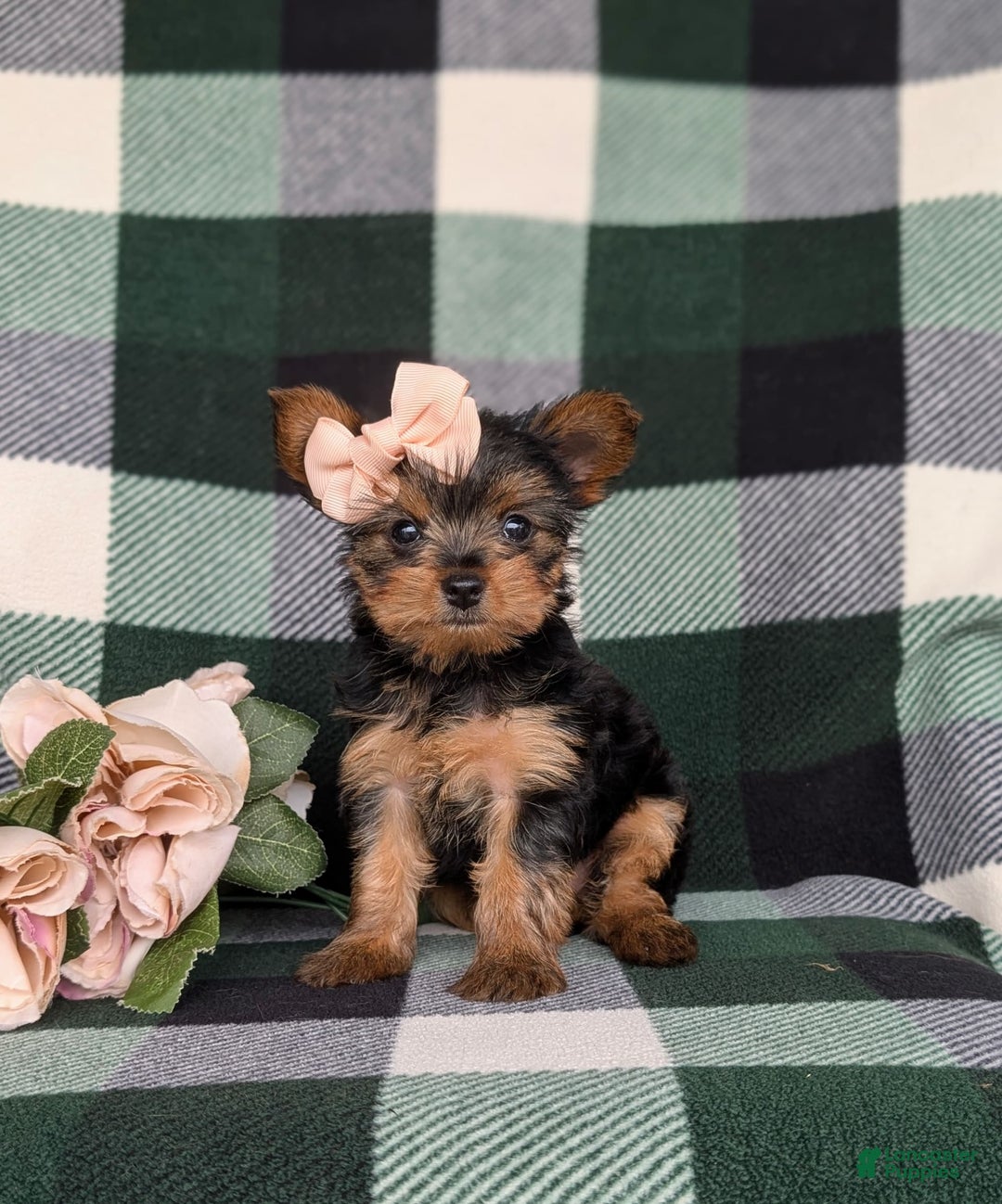 Yorkshire Terrier dogs for sale: Karissa 6 lbs Full Grown - Image 2