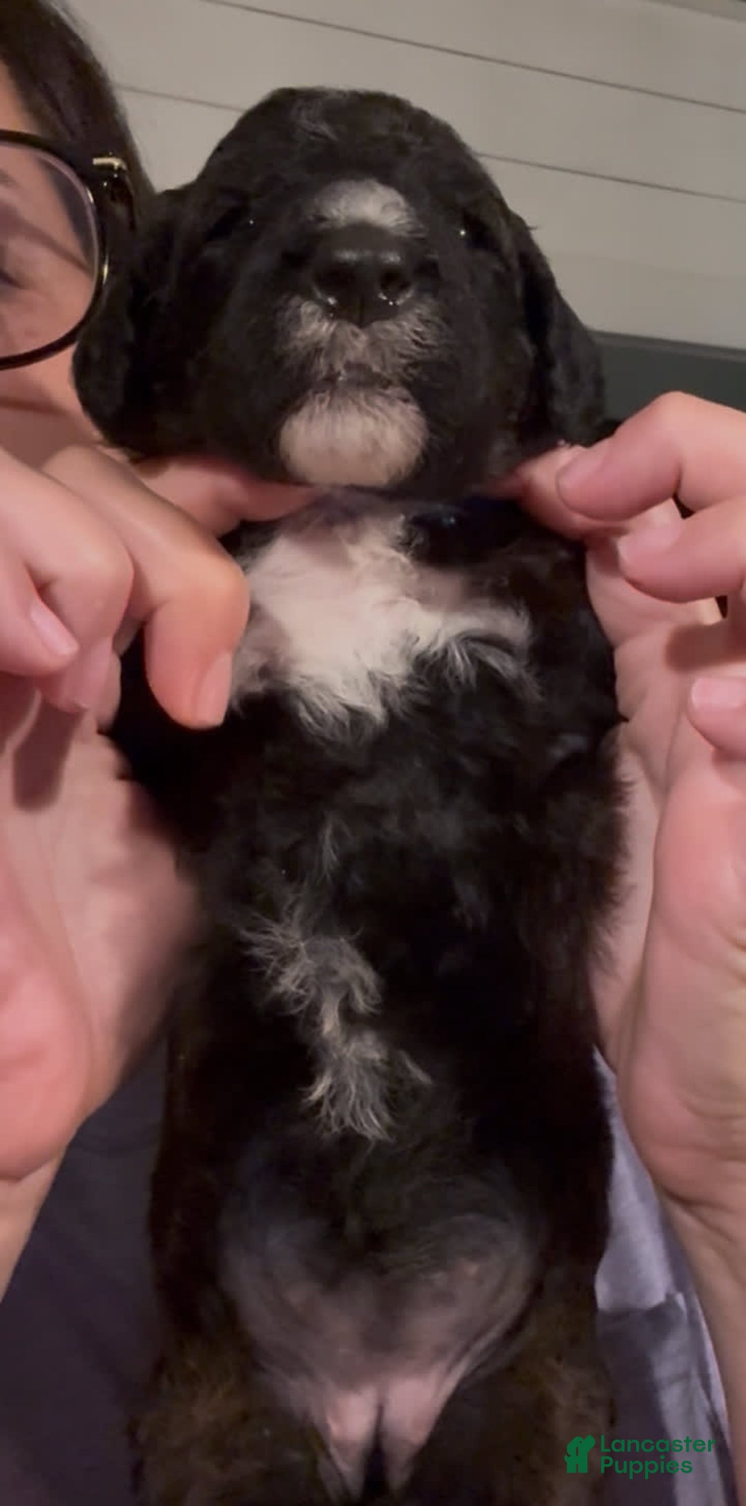 Bernedoodle dogs for sale: Light Blue Collar Girl - Image 2