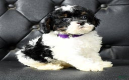 Miniature Poodle dogs for sale: Maverick - Image 9