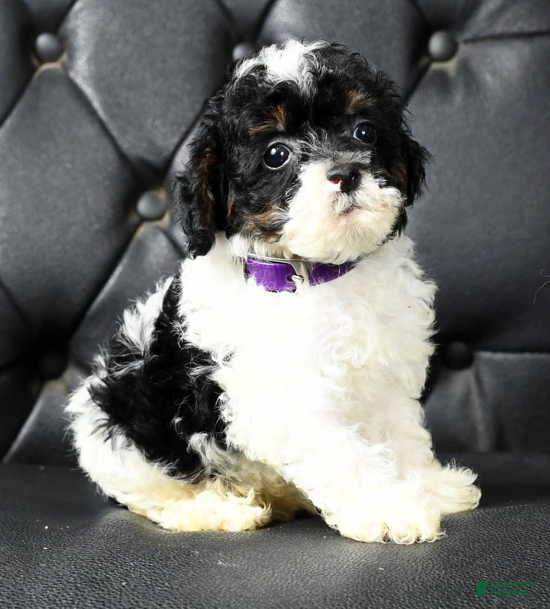 Miniature Poodle dogs for sale: Maverick - Image 9