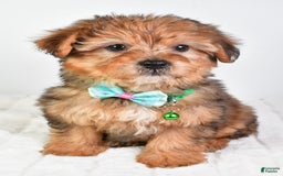 Yorkiepoo dogs for sale: Piper - Image 1