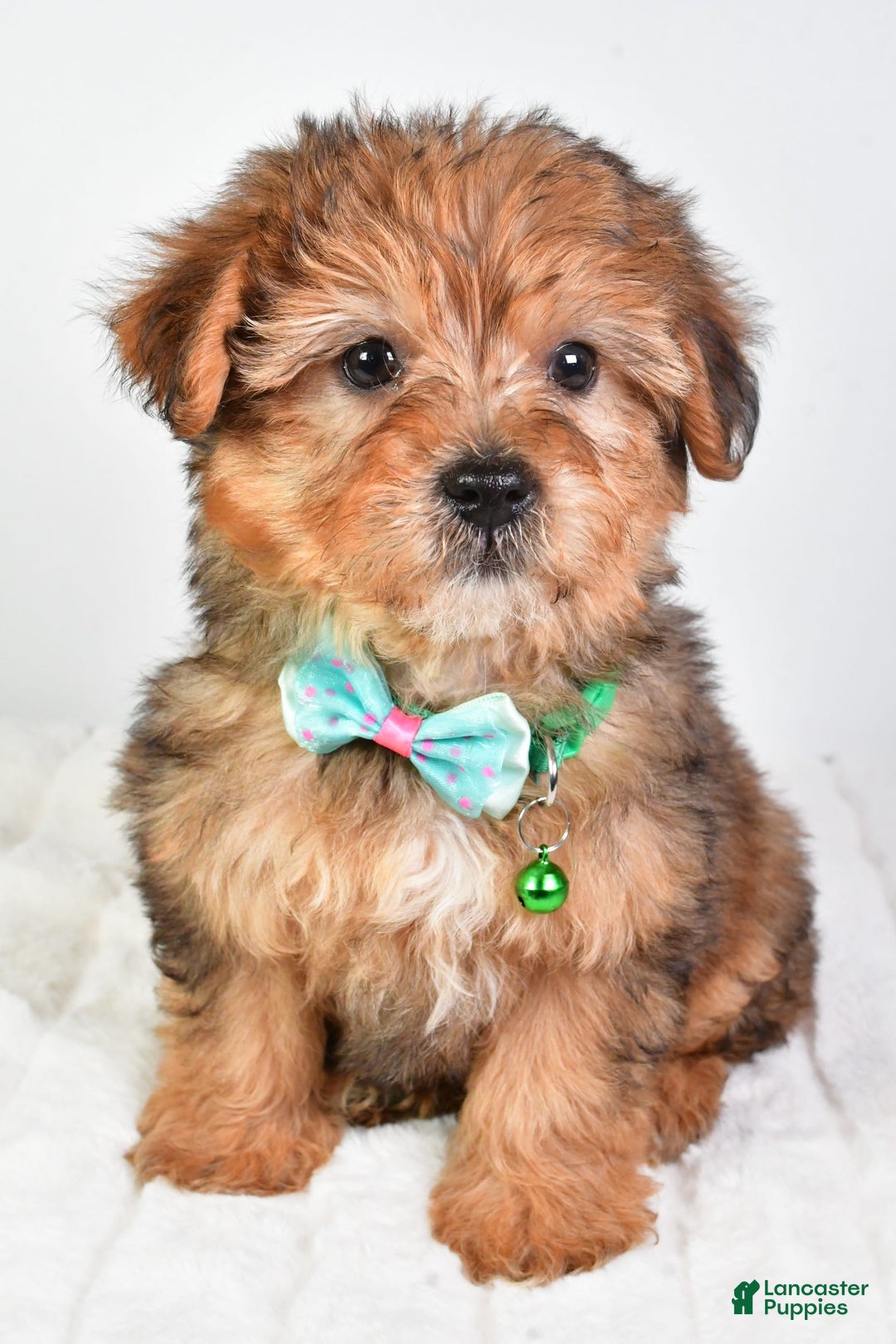Yorkiepoo dogs for sale: Piper - Image 1