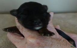 Yorkshire Terrier dogs for sale: Kai - Image 12