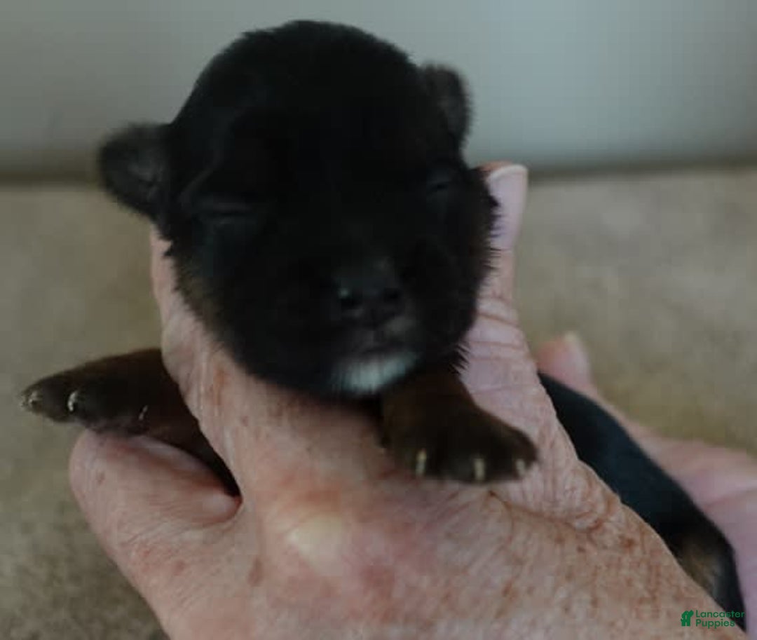 Yorkshire Terrier dogs for sale: Kai - Image 12