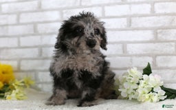 Mini Aussiedoodle dogs for sale: Ralph - Image 1