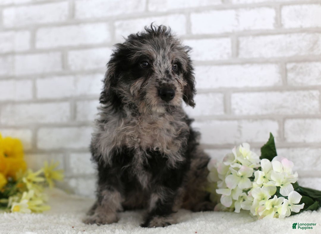 Mini Aussiedoodle dogs for sale: Ralph - Image 1