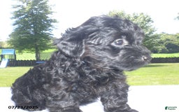 Yorkiepoo dogs for sale: Mack - Image 19