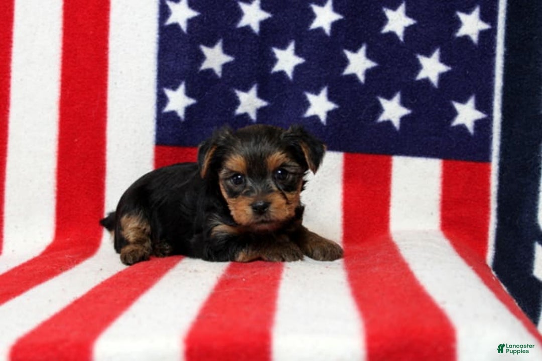 Yorkshire Terrier dogs for sale: Zaria - Image 1
