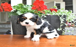 Cavalier King Charles Spaniel dogs for sale: Lola - Image 15