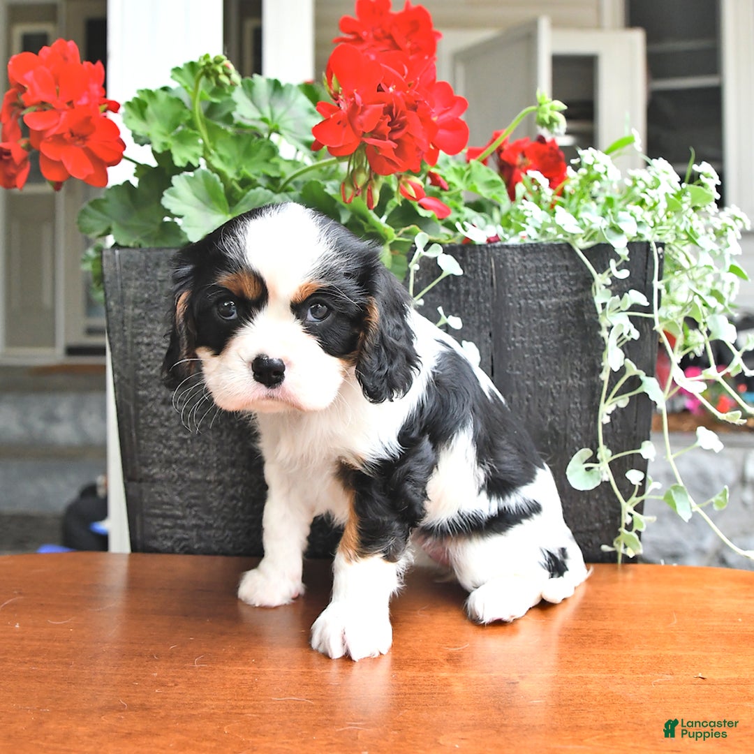 Cavalier King Charles Spaniel dogs for sale: Lola - Image 15